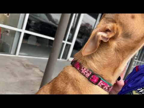 Carol, an adopted Chihuahua in San Antonio, TX_image-1