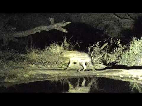 Djuma: Lone Hyena gets drink and does some calling - 18:57 - 09/10/18