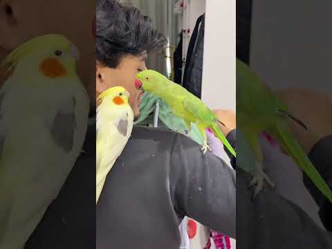 Relação de amor e ódio entre esses dois❤️😂 #calopsita #ringneck #shorts