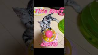 Titia Diary11「仔猫お迎えしました」【day36to40】 #アメリカンショートヘアー #シルバータビー #shorts