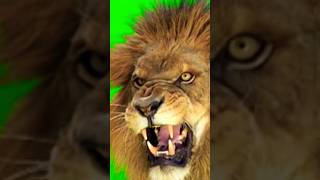 Big lion | Danger lion | Angry lion | male lion roar| #lion #roar #animals #wildlife #short #shorts