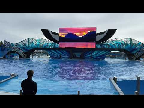 SeaWorld Orlando Orca Encounter Show Front Row - 4K (08-14-21)