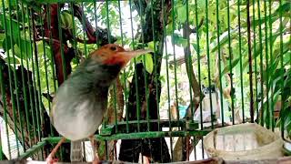 Download lagu Suara pikat prenjak kepala merah jantan gacor ngalas  anti zonk  mp3