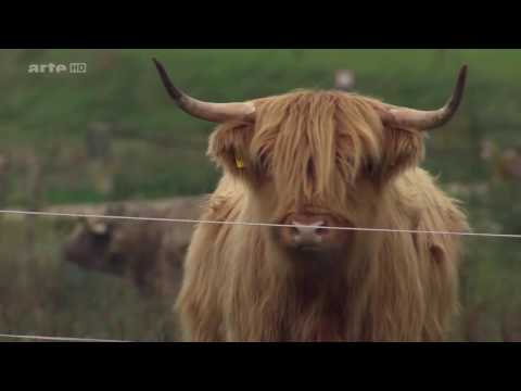 Xenius Nutztier Rind Die Cash Cow