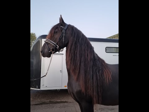 Stal Okkema's Kayla - Jillis x Nanno - mare in foal of Eise - 1.60 - 2011