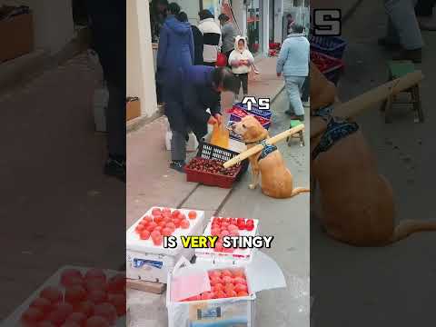 Dog Wise Shopping 🤯❤️