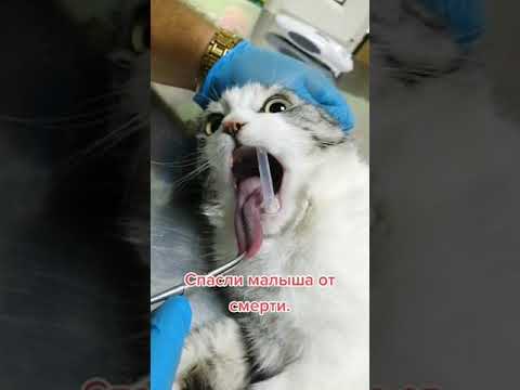 cat choking | pets Z
