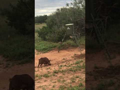 Archery Boar Hunts Texas Archery Boar Hunts Texas