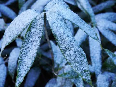 Vídeo fotográfico de montanhas, natureza e cidade natal 20231021 Última manhã de neve de Tsugaike do ano