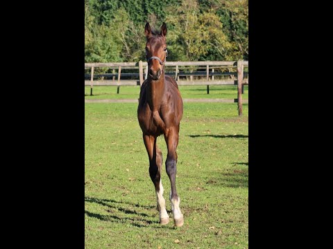 -sold- Quadriga: Big colt 2022 by Valdiviani with Grand Prix movements