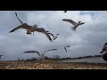 Ring Billed Gulls At North Lakes In 4K HD
