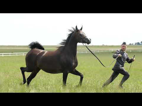 ⚜️ FRAZZA ⚜️ (Vitorio TO x Foggia / Gazal Al Shaqab), 2022 SUMMER SALE