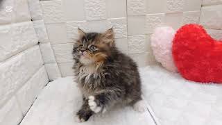 スコティッシュストレートの動画01