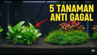 Download lagu 5 Tanaman Aquascape ANTI GAGAL Untuk Pemula (Murah & Mudah!) mp3
