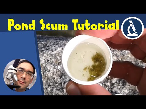 🔬 147 - Making a POND SCUM :-) microscope slide | Amateur Microscopy