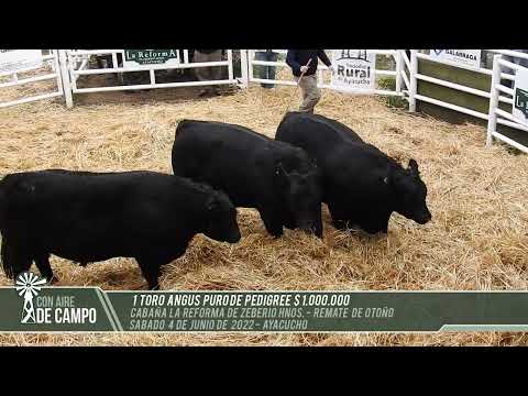 Resumen del remate de Cabaña La Reforma de Zeberio Hnos. - Sábado 4 de junio de 2022 - Ayacucho