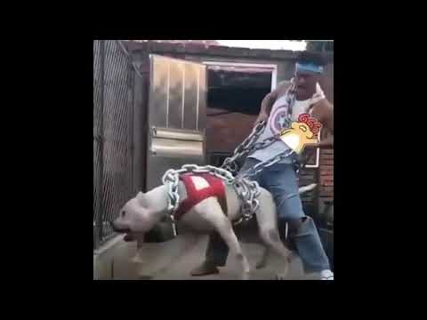 Kalb ghatir jidan dog arjontina