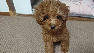 プードルライブ なんとかできました(雑談)