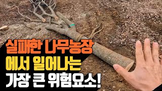실패한 나무농장에서 일어나는 가장 큰 위험요소 | 나무대…
