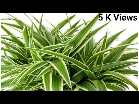 How to grow n care of Spider plant, About chlorophytum comosum