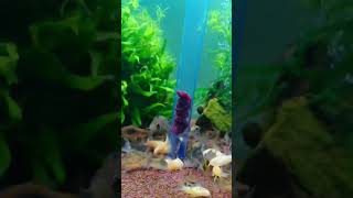 Feeding time for Cory catfish by OxarfisH