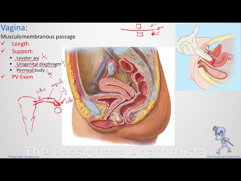 Reproductive system module - Gross Anatomy of the female reproductive system, part 2 (Concept 1)