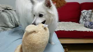 2020/11/04 Licking up her friend【アメリカンエスキモードッグ/American Eskimo Dog】