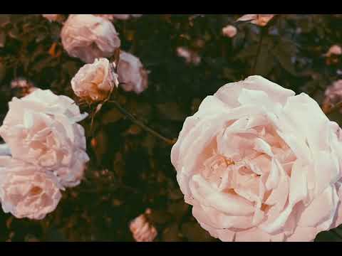 Mike Hào - Cuộc tình trong cơn mưa (remix)