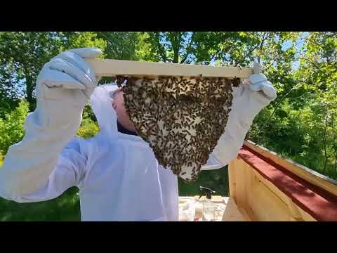 Två veckor i topplistkupan. Vi letar yngel och drottning.