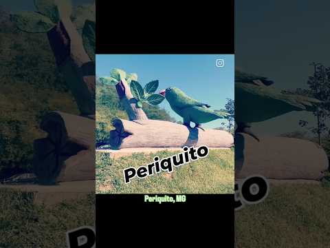 Periquito, Minas Gerais.
