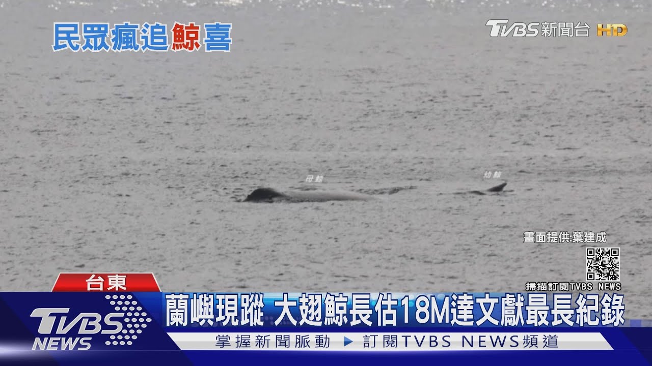 蘭嶼現蹤　大翅鯨長估18M達文獻最長紀錄