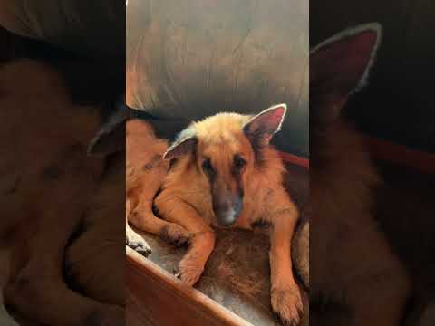 #pets #dogs #viralshorts #shorts #germanshepherd #gsd #funnydogs #funnydogvideos #trending
