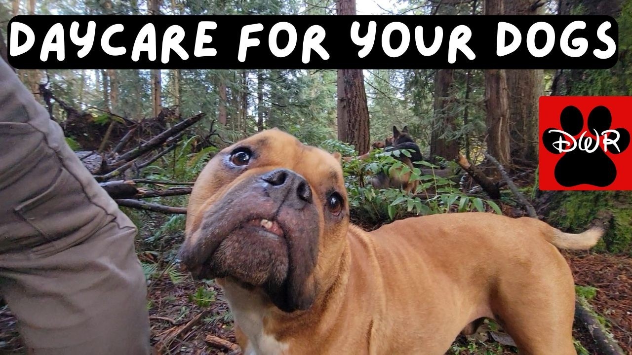 🐕‍🦺🐕🌦🌲 Daycare for your dog!  Absolute best show for dogs on YouTube! 🐕‍🦺🐕🌦🌲