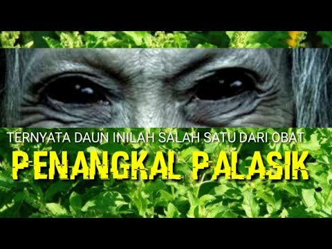 Misteri Palasik Kuduang,Kuyang di Minang Kabau,Berikut obat Penangkalnya..