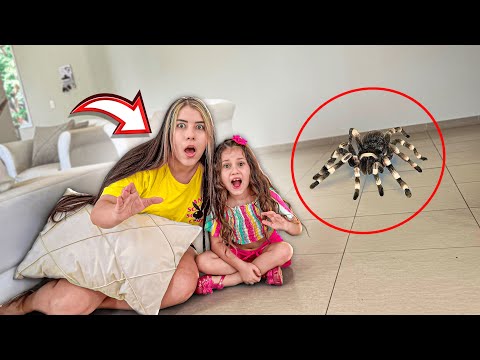 A GIANT SPIDER APPEARED IN OUR HOUSE and tried to bite us!