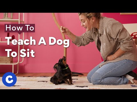 How To Teach A Dog To Sit | Chewtorials