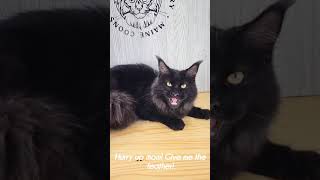 Miss Lydia the beautiful black smoke Maine Coon! #mainecoon #cats #cat