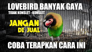 Download lagu MENUJU KONSLET - LOVEBIRD BANYAK GAYA !! JANGAN DULU DI JUAL - COBA TERAPKAN CARA INI mp3