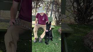Video preview image #1 German Shepherd Dog-Unknown Mix Puppy For Sale in Pasadena, CA, USA