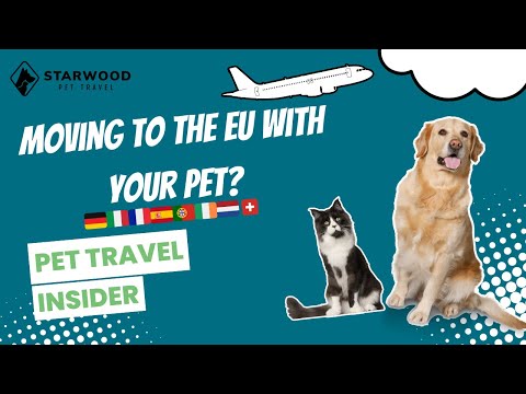 What Health Requirements for a Cat to Enter Spain: Essential Guide