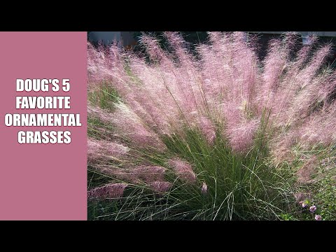 Doug's 5 Favorite Ornamental Grasses for Low-Maintenance & Drought-Tolerant Lawn Alternatives