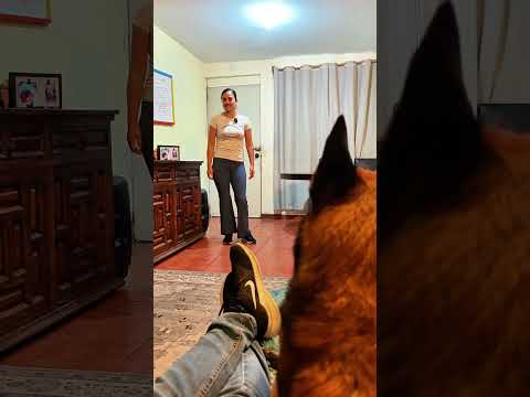 My dog ​​defends me from my wife 😱 #dogs #pets #malinois #humor
