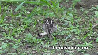 越冬ハリオシギ!!(動画あり)