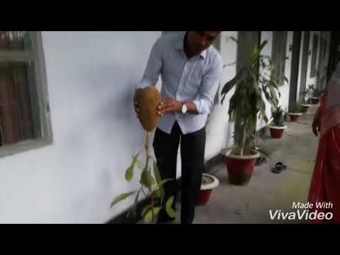 কাঁঠালের কলম; সফলতা প্রায় ১০০%