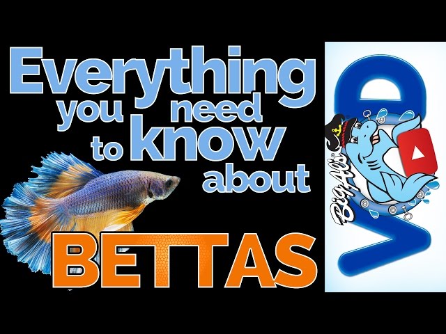 Everything You Need to Know About Bettas | Big Al's