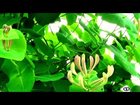 Vojto - Relax 1330 - Jarné kvety - Spring flowers