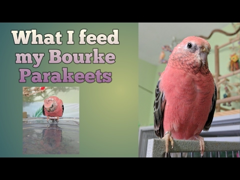 Feeding my Rosy Bourke Parakeets | The Dry Food!