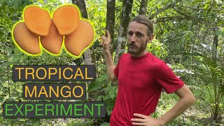 Grafting the BEST MANGOES in the Tropics