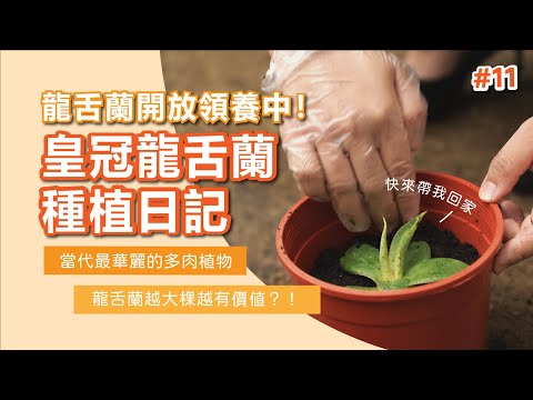 《龍舌蘭開放領養中》芳療師也要懂植物！皇冠龍舌蘭種植日記【芳香智聊室】#11｜高雄spa推薦 天然有機精油 芳療按摩