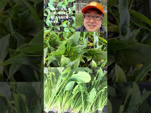 ほうれん草 植物